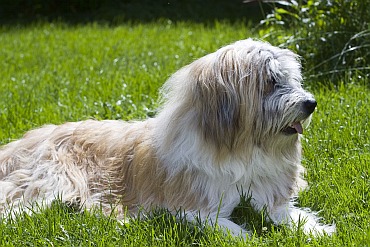 langhaariger Hund auf grüner Wiese
