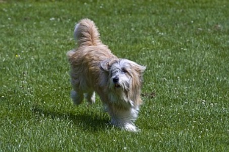 Hund mit langem Fell auf grüner Wiese