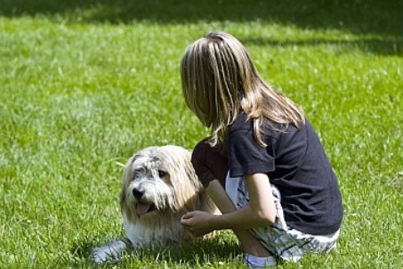 Ein Mädchen streichelt einen langhaarigen Hund auf einer grünen Wiese.