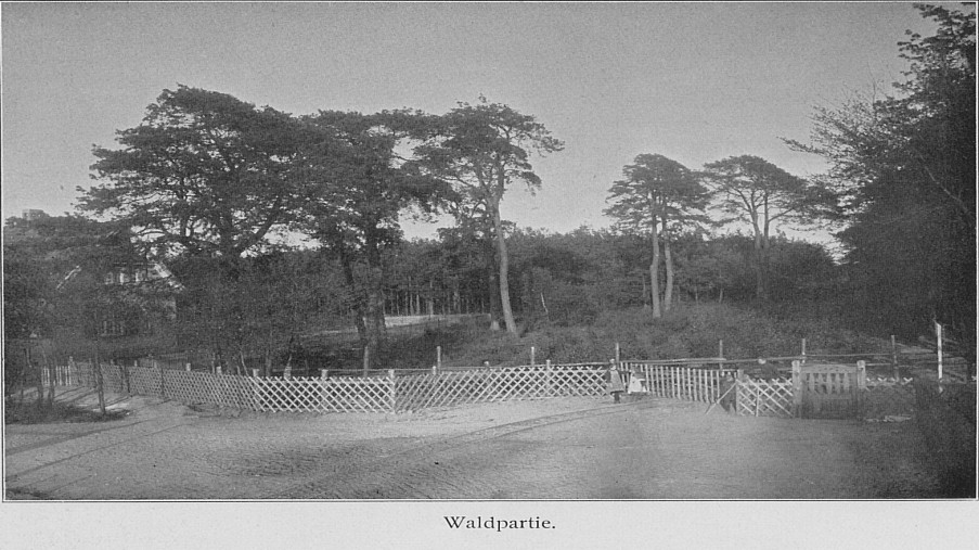 Schwarz-Weiß-Foto: mehrere Bäume